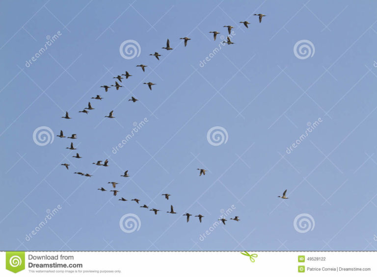 voo-das-aves-migratrias-em-bardia-nepal-49528122