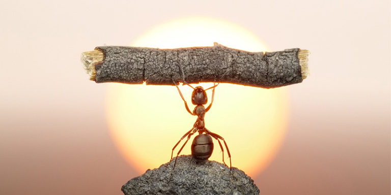 resiliencia-hormiga